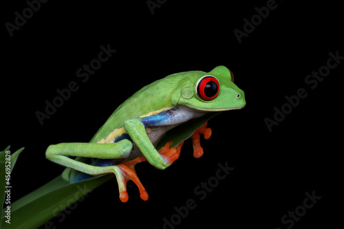 Rd-eyed tree frog (Agalychnis callidryas) closeup