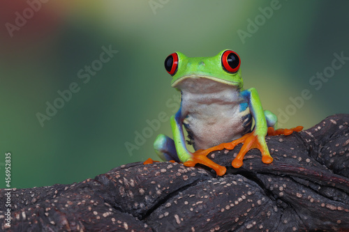 Rd-eyed tree frog (Agalychnis callidryas) closeup