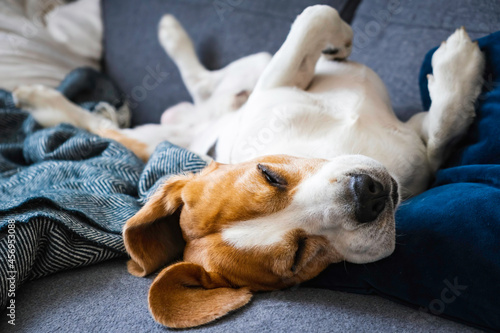 Funny Beagle dog tired sleeps on a couch on his back