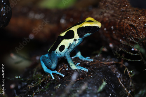 Poison dart frog dendrobates tinctorius patricia closeup, dendrobates tinctorius patricia closeup