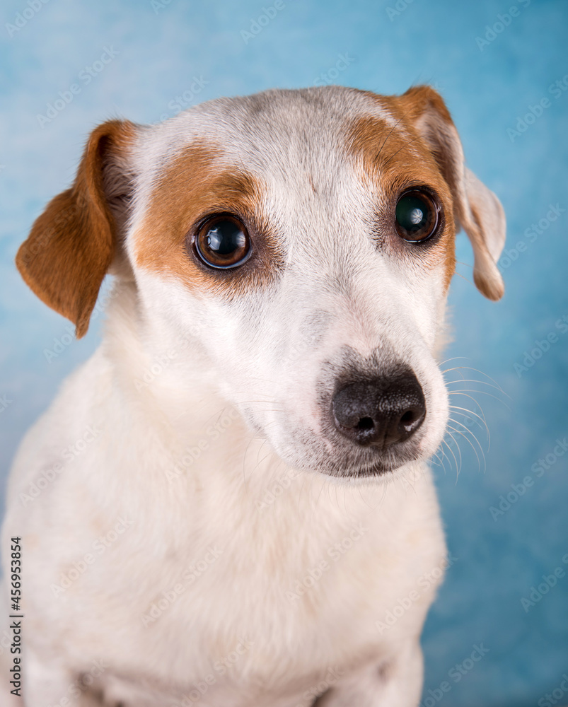 Jack russell terrier female close up portrait Jack russell terrier female close up portrait
