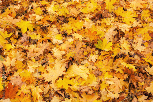 Texture of fallen golden yellow foliage in a public park on an autumn day. Autumn natural background. pattern of yellow autumn foliage 
