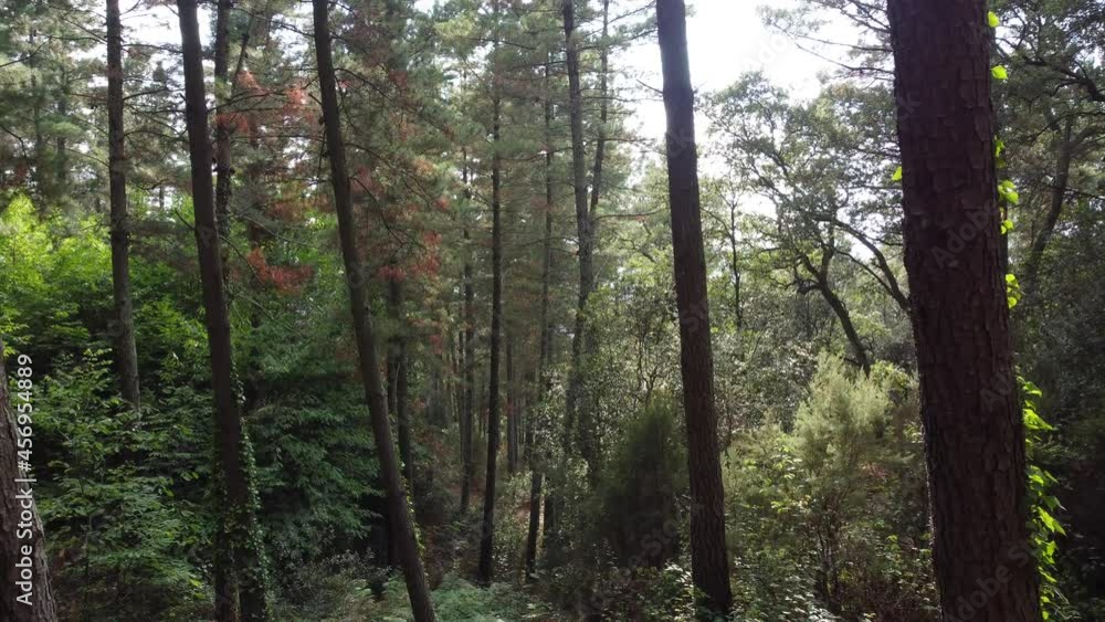 View through trees in a forest, moving forward View through trees in a forest, moving forward