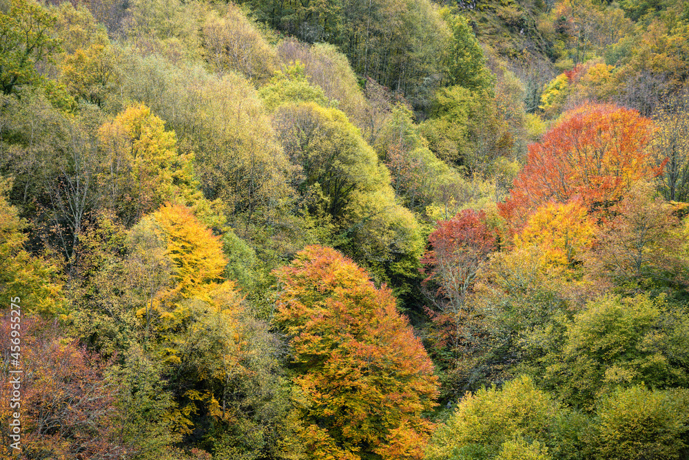 Diversity of autumn colors in the multiple tree species of the forest