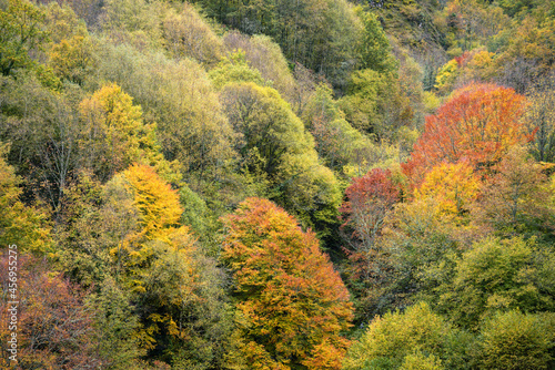 Diversity of autumn colors in the multiple tree species of the forest
