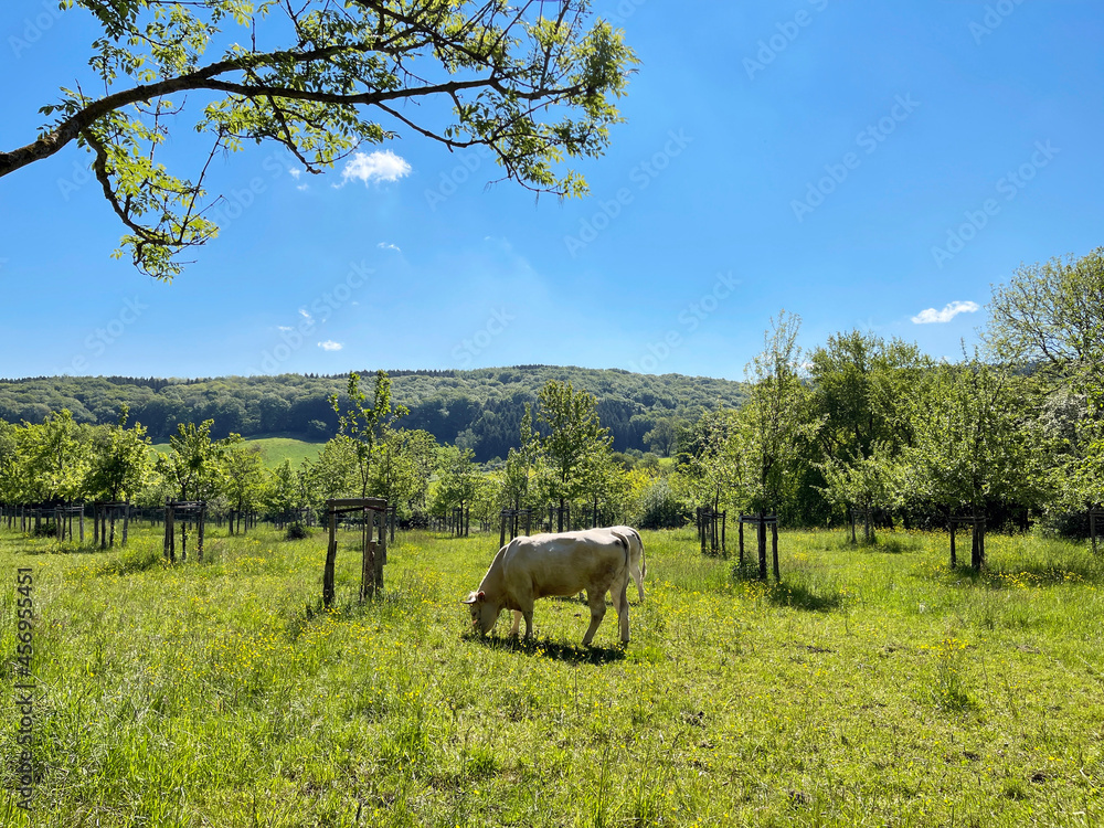 Obraz premium Grüne Weide mit Kuh im Sommer unter blauem Himmel