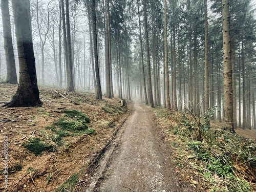 Waldweg zum Wandern im Winter im Nebel