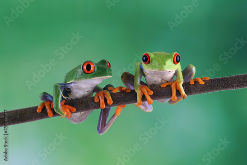 Two Red-eyed tree frog sitting on branch, red-eyed tree frog (Agalychnis callidryas) closeup
