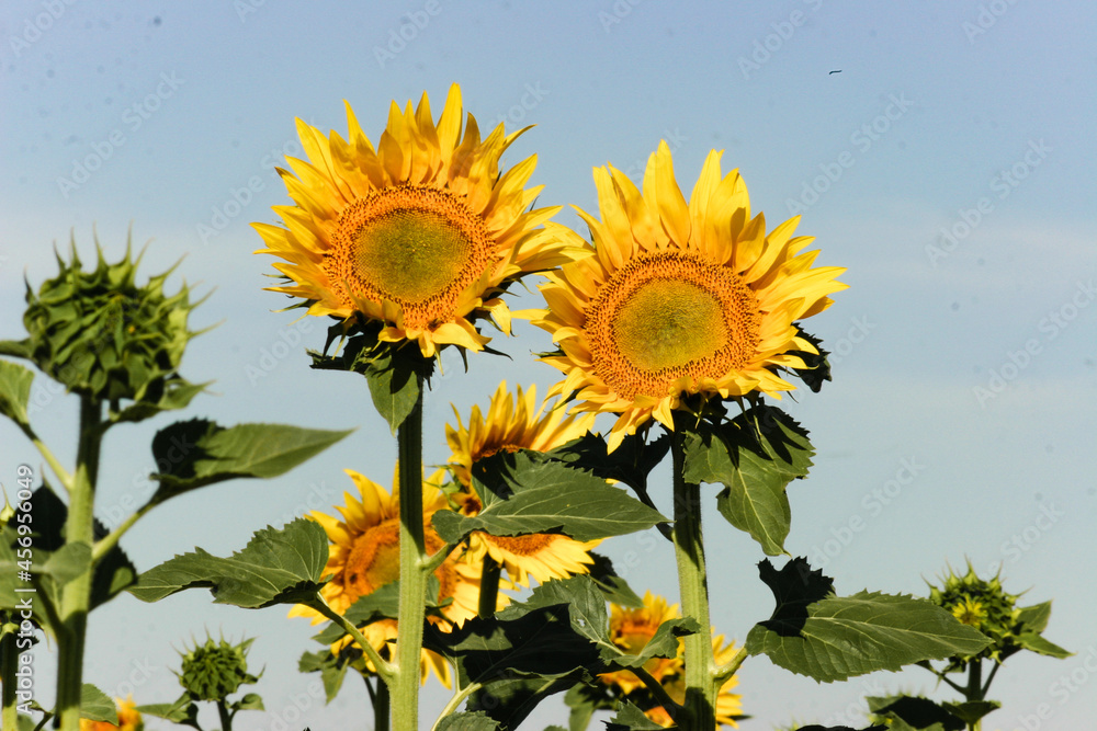 Yellow sunflowers in a green field.