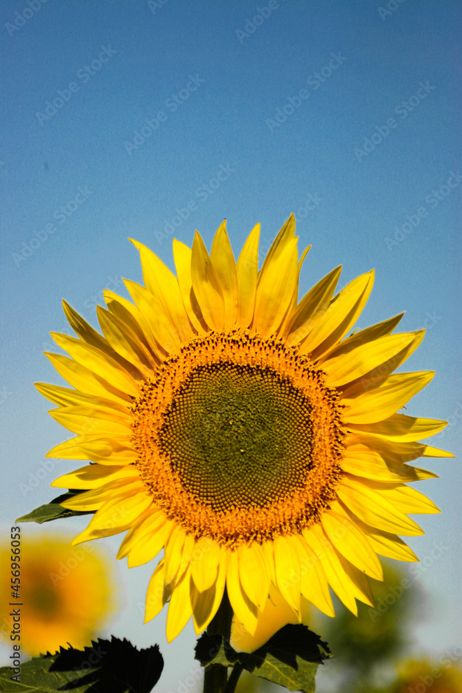 Yellow sunflower in a green field and blue sky. Yellow sunflower in a green field and blue sky.