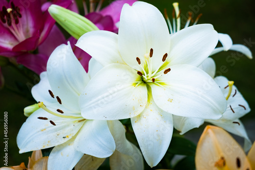 Lily flower in the garden. Shallow depth of field. Floral theme