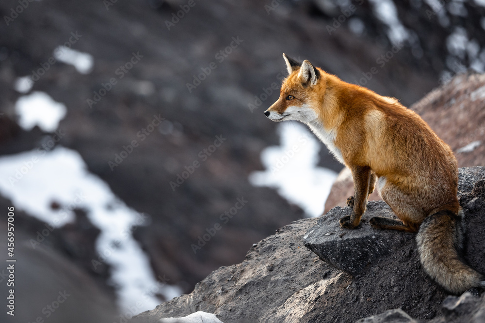 Fototapeta premium The fox sits on the rocks 