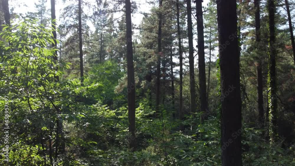 View through trees in a forest, moving forward View through trees in a forest, moving forward