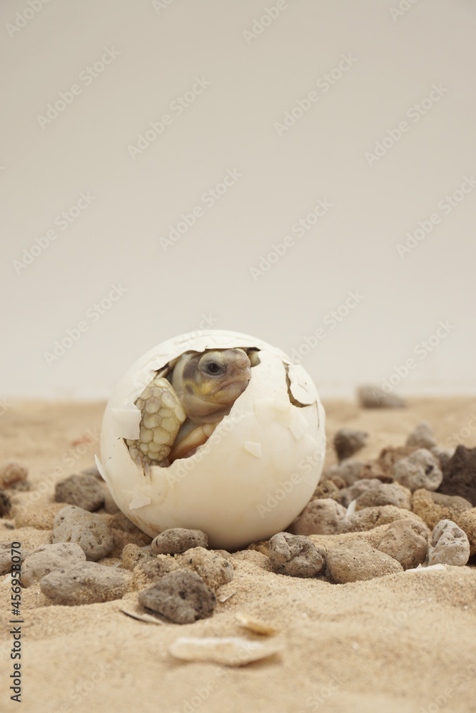 Obraz premium Africa spurred tortoise being born, Tortoise Hatching from Egg, Cute portrait of baby tortoise hatching, Birth of new life,Natural Habitat