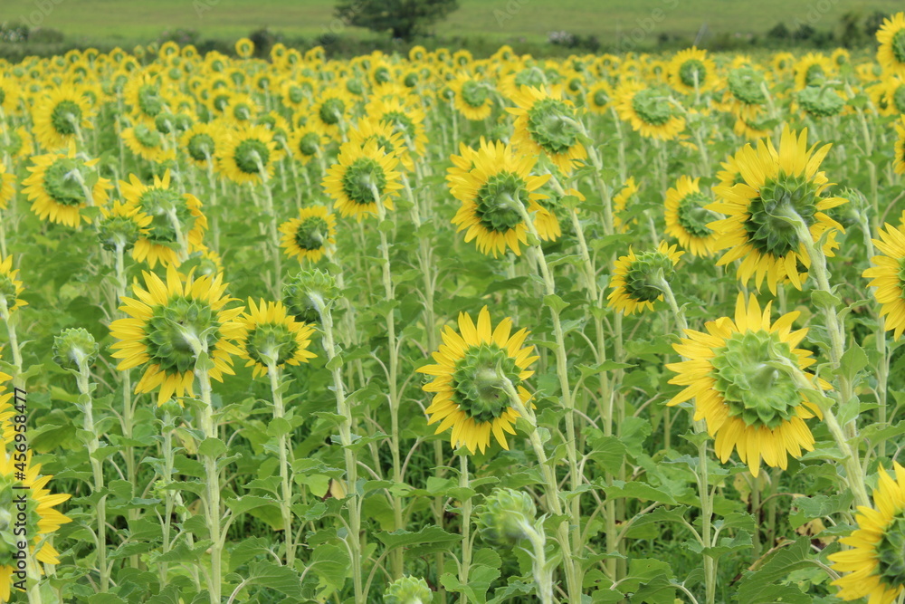 Obraz premium Sunflower field