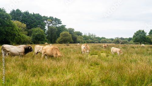 Group adult brown Limousin cow with herd of young gobies and cattle pasture in Brittany, France. Agriculture, dairy and livestock in north of France Bretagne region. Breton red-haired cow in pasture