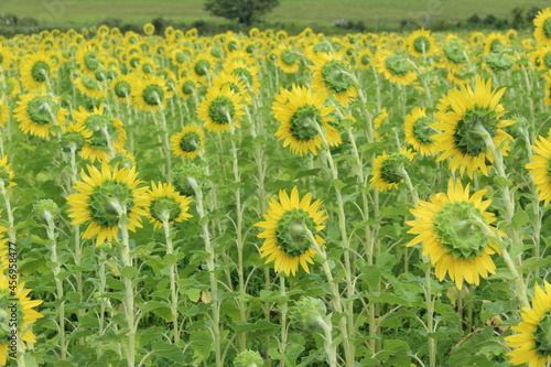 Sunflower field