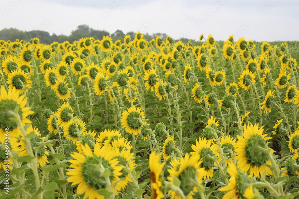 Obraz premium Sunflower field