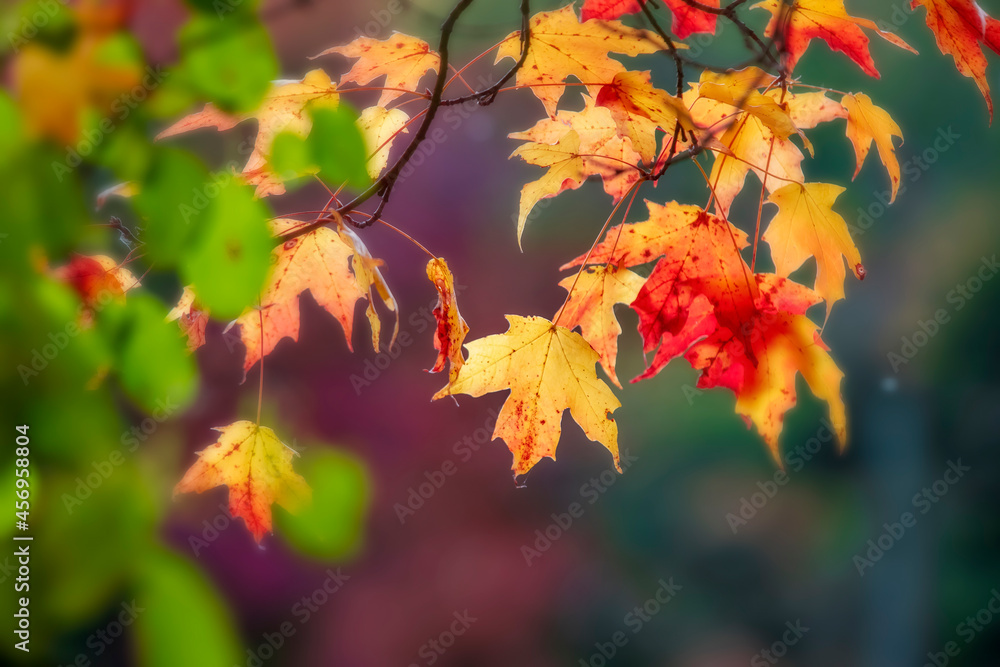 Close up shot of colorful Maple leaves