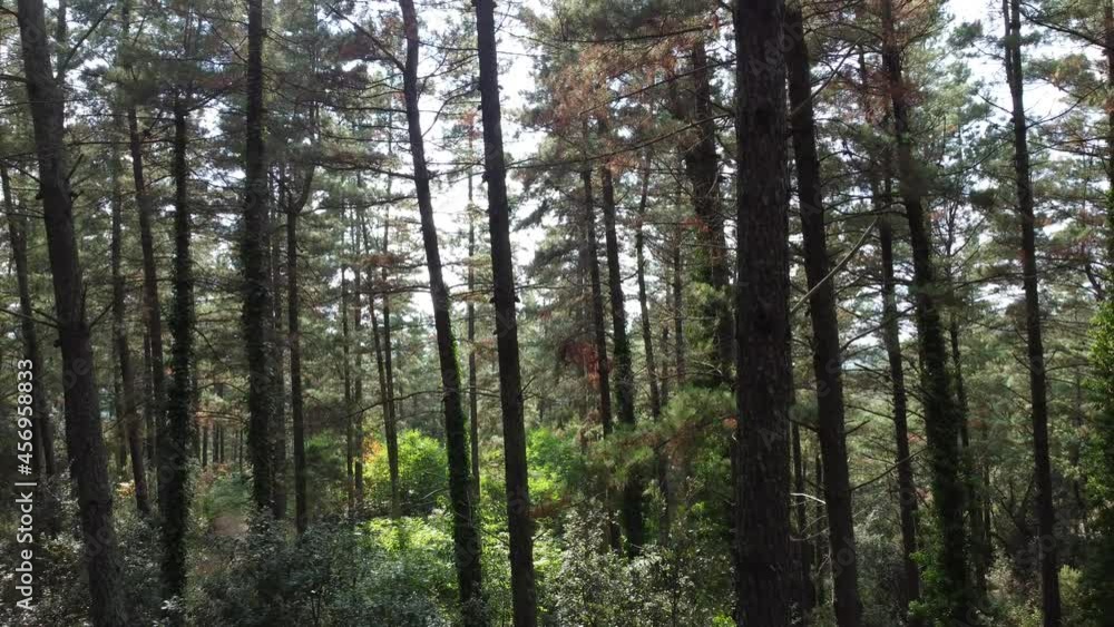 View through trees in a forest, drone backwards View through trees in a forest, drone backwards