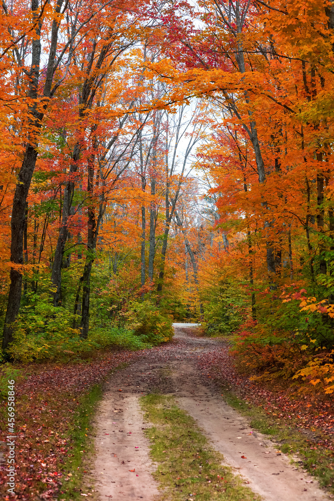 Bright autumn trees along the scenic Adams trail in Michigan upper peninsula