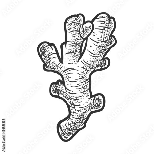 ginger root plant sketch engraving vector illustration. T-shirt apparel print design. Scratch board imitation. Black and white hand drawn image.