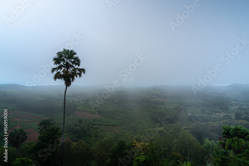 Palm tree with foggy in rainforest on rainy day at the morning