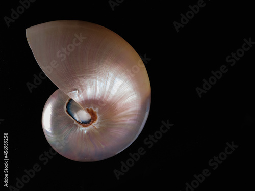 mother-of-pearl seashell with dark background