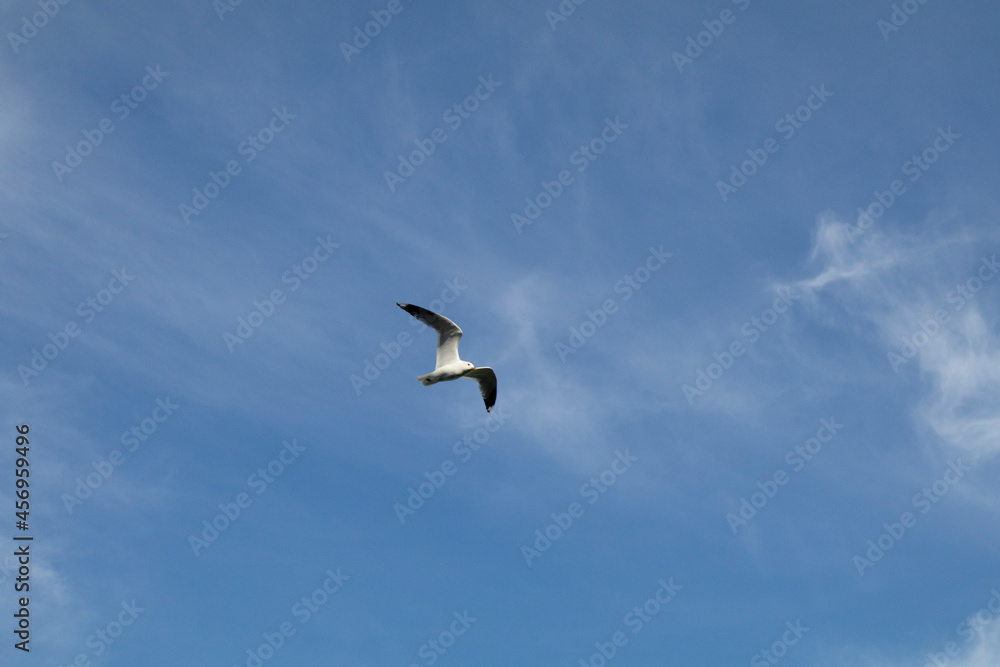 비상하는 갈매기,  flying seagull, flygande mås