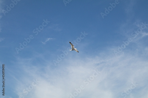 비상하는 갈매기,  flying seagull, flygande mås