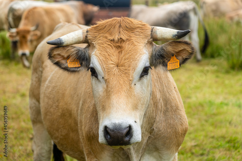 Limousine cows. Cattle in french prairie. Brown cows of French La Maraishine cattle breed graze pasture in northern French region of Brittany. Free range, organic cattle farming and agriculture © Elizaveta