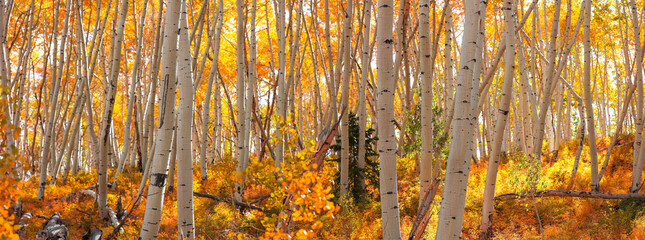Row of colorful Aspen trees during autumn time in Colorado