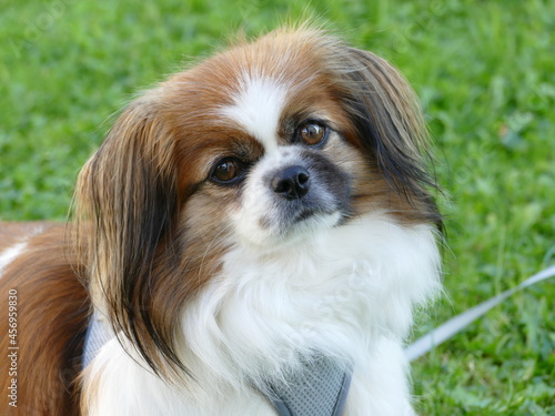 Billede på lærred Kleiner Hund geht für die Kamera in Pose