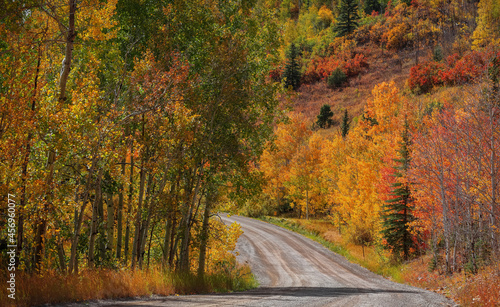 Bright Aspen trees in along scenic back road in Colorado during autumn time