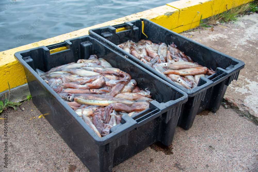A large fish box filled with soft bodied molluscs, squid, or cuttlefish from the cold ocean. The harvest of the fresh raw fish is for calamari at restaurants and bait for other large seafood fish. 