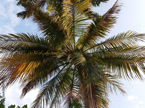 Beautiful view of the coconuts tree with blue sky and the clouds