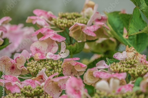 pink flowers in the garden
