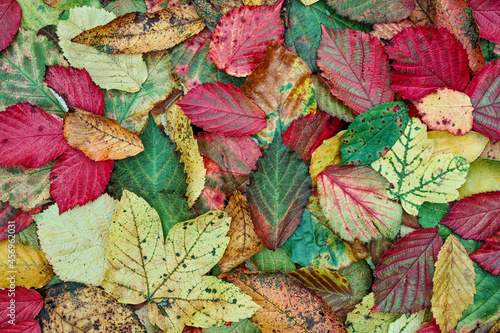 autumn leaves background