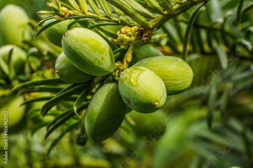 Nuts on a tree. 