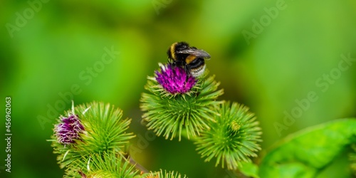bee on a flower