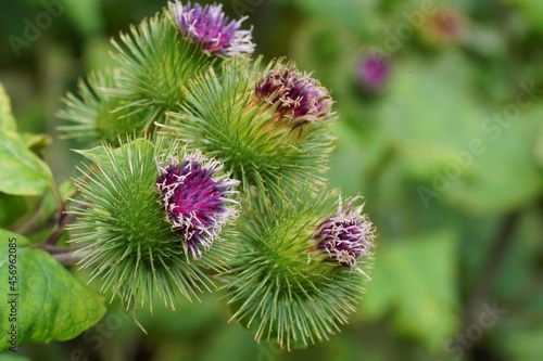 thistle flower in spring