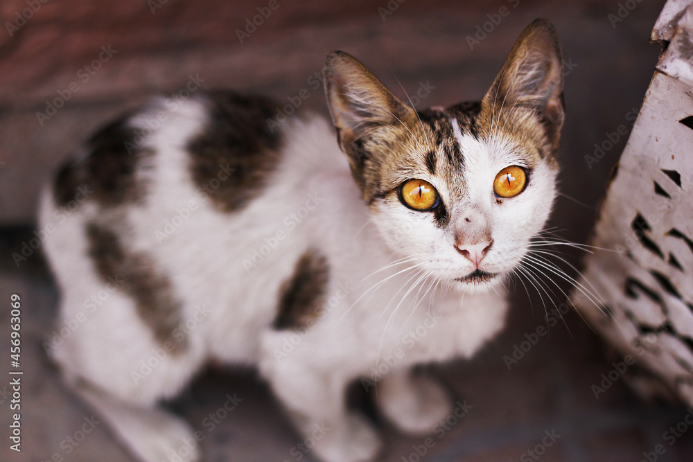 A white cat with brown spots and yellow eyes stares at the camera.