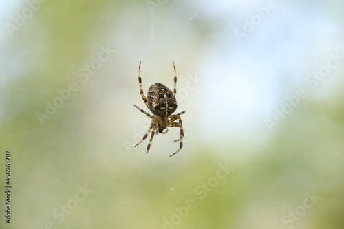 The spider sits on a web and waits for prey. Spider on the hunt. 