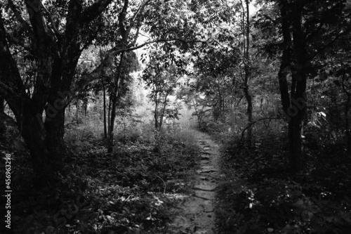 Black and white   The light at the end of footpath in forest   hope and dream concept