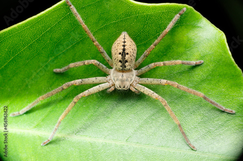 Huntsman spider, Olios species, Satara, Maharashtra, India