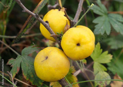 Yellow fruits of Japanese quince on branches in autumn