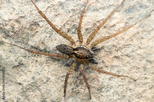 Tarantrula wolf spider, Lycosa tarantula, Satara, Maharashtra, India