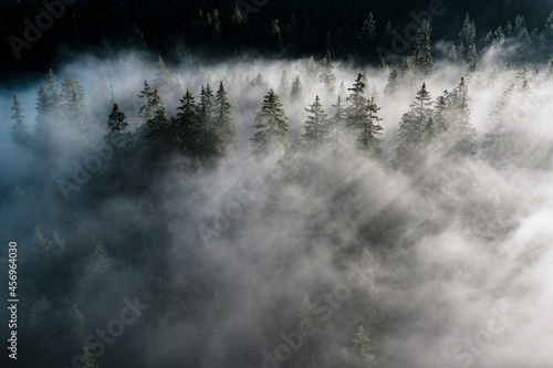 Trees of forest hidden by morning fog at dawn, Dolomites