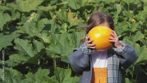 A child plays with a small yellow pumpkin on the farm. In the fall, take your children for a walk in nature. Horizontal video. 