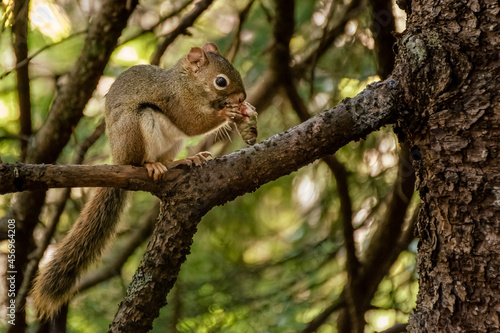 squirrel sitting on a tree branch